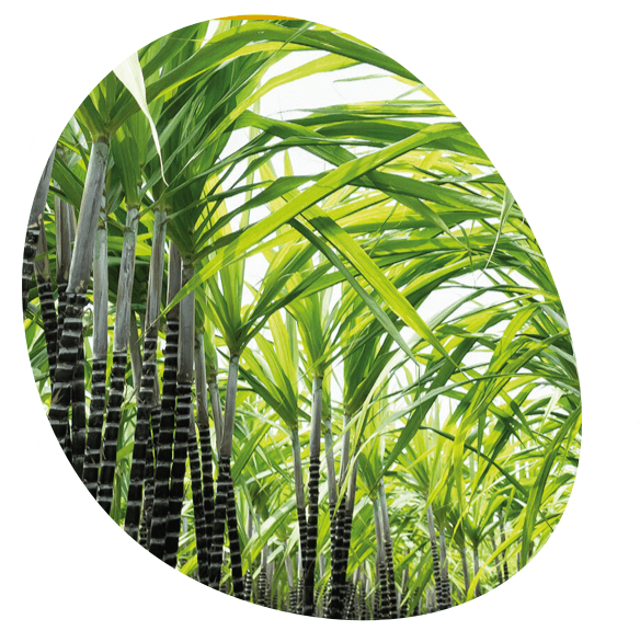 SignorBIO - Sugar cane fiber